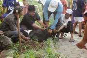 Kegiatan - Qurban Idul Adha